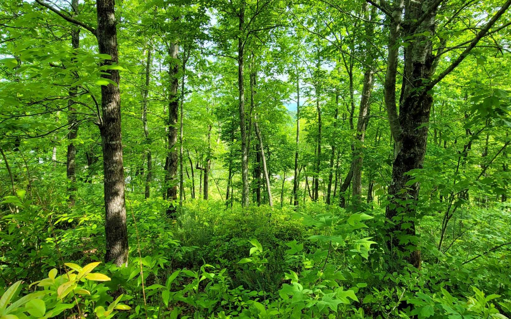 4 Oak Forest Acres, Hayesville NC 28904 - Photo