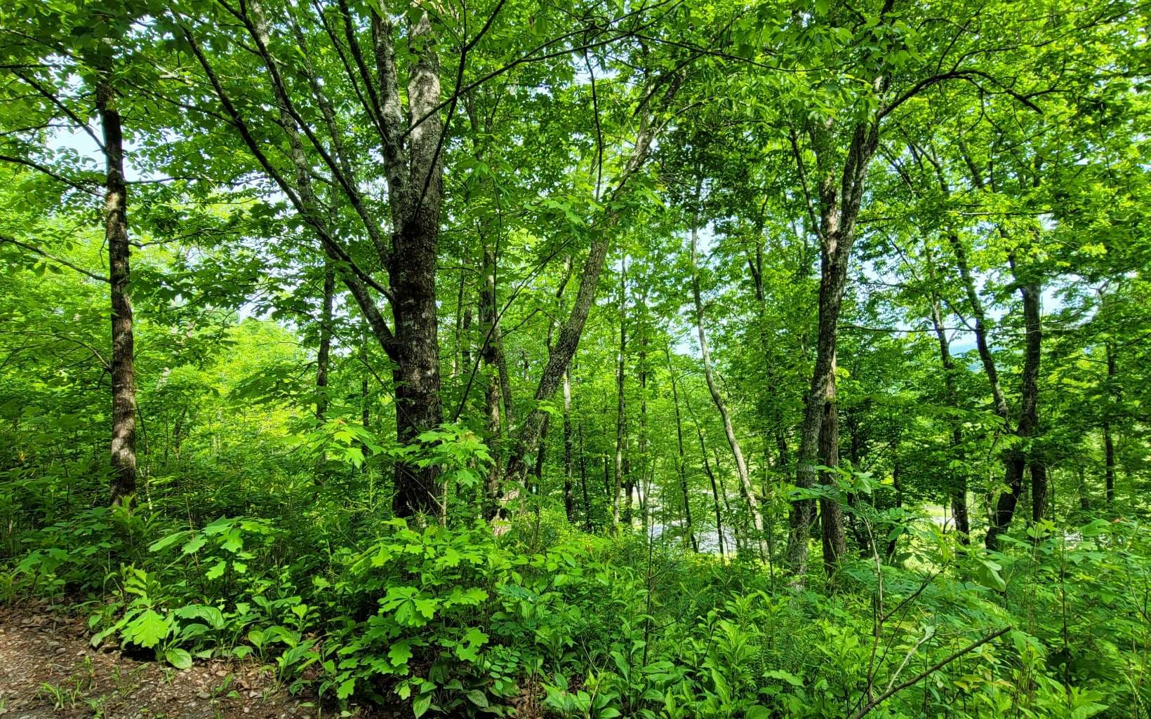 5 Oak Forest Acres, Hayesville NC 28904 - Photo