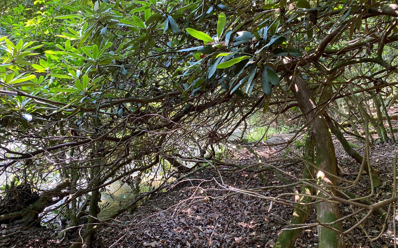 Lot 645 Wedowee Ct (Lot 645), Ellijay GA 30540 - Photo