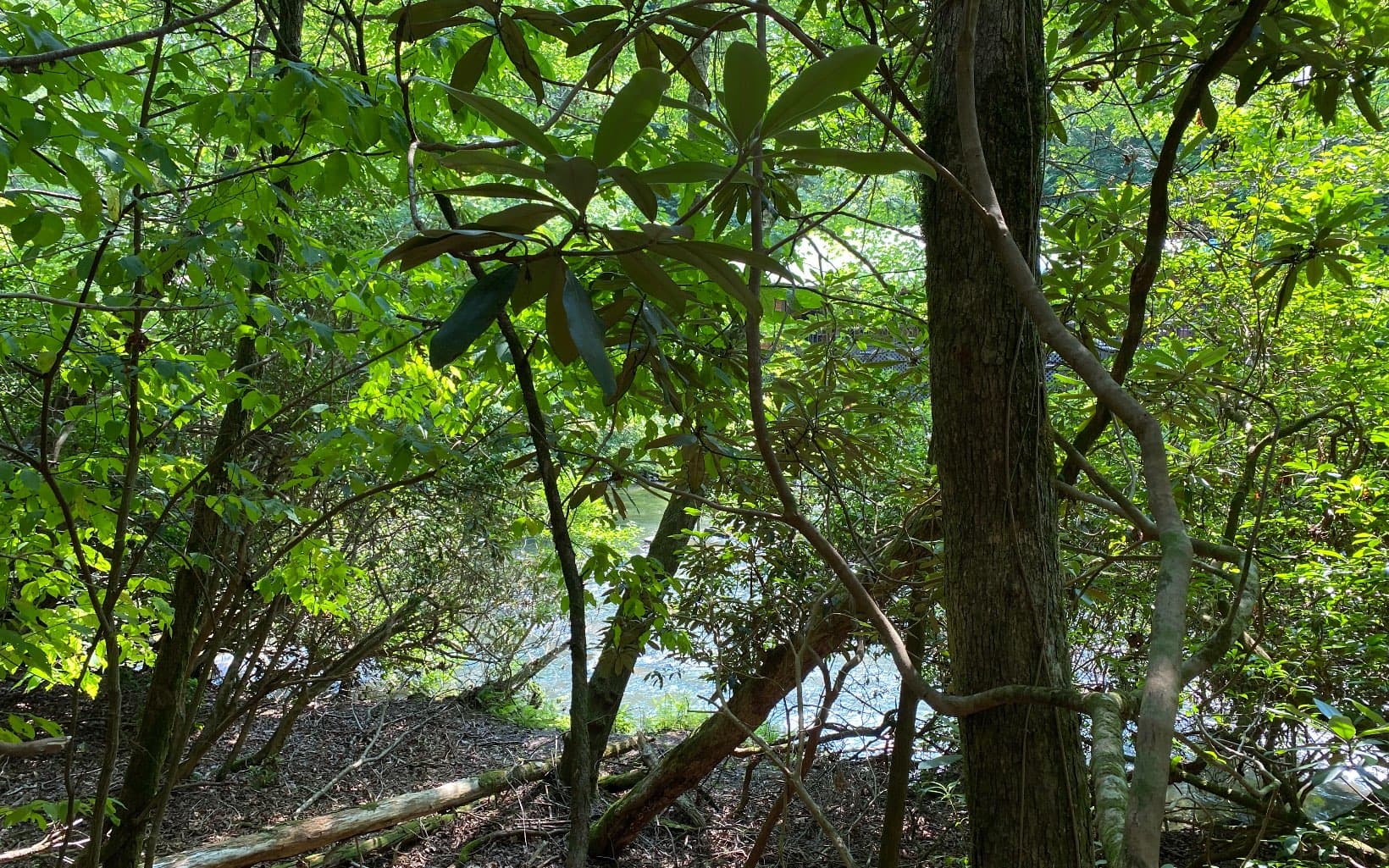 Lot 645 Wedowee Ct (Lot 645), Ellijay GA 30540 - Photo