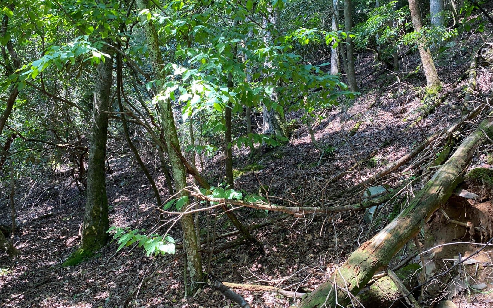 Lot 645 Wedowee Ct (Lot 645), Ellijay GA 30540 - Photo