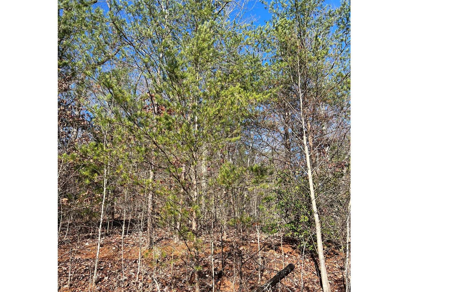 56C Indian Trail, Hayesville NC 28904 - Photo