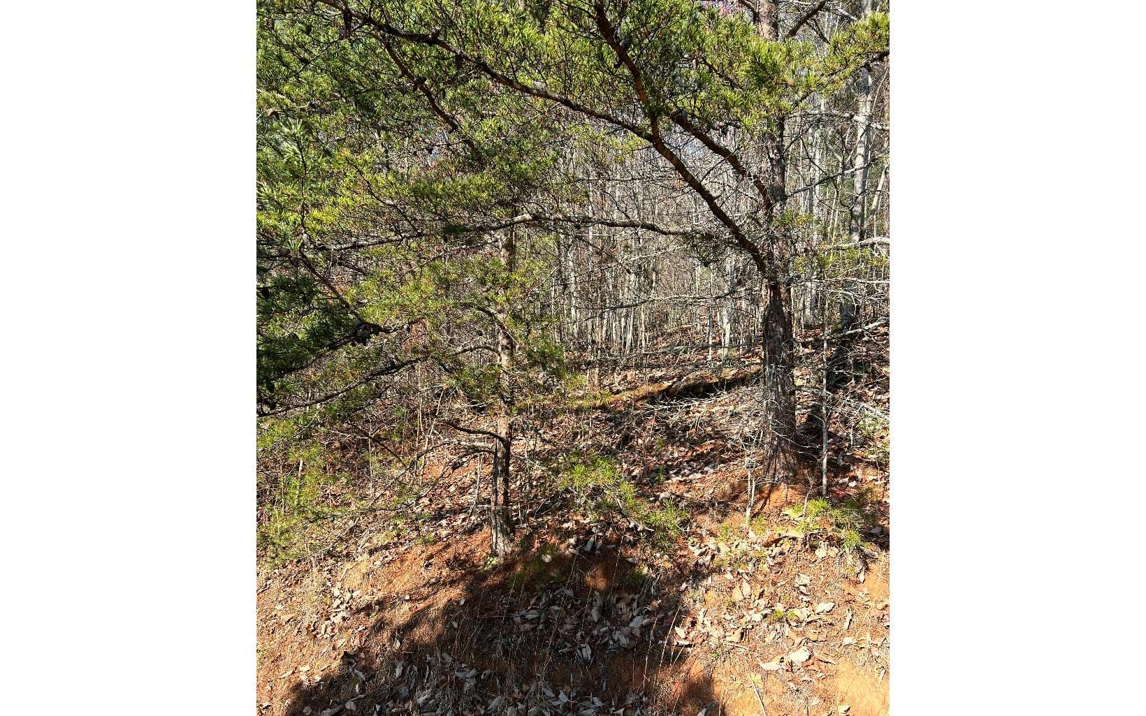 56C Indian Trail, Hayesville NC 28904 - Photo