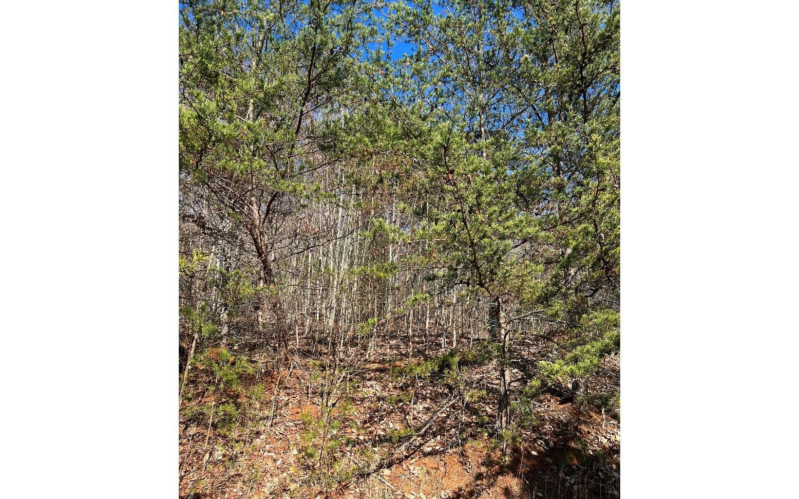 56C Indian Trail, Hayesville NC 28904 - Photo