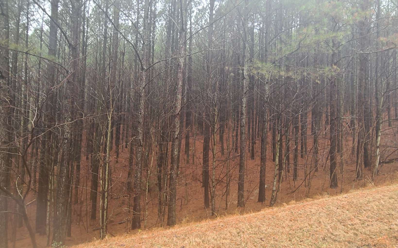 24 Ridge Top Drive, Ellijay GA 30536 - Photo
