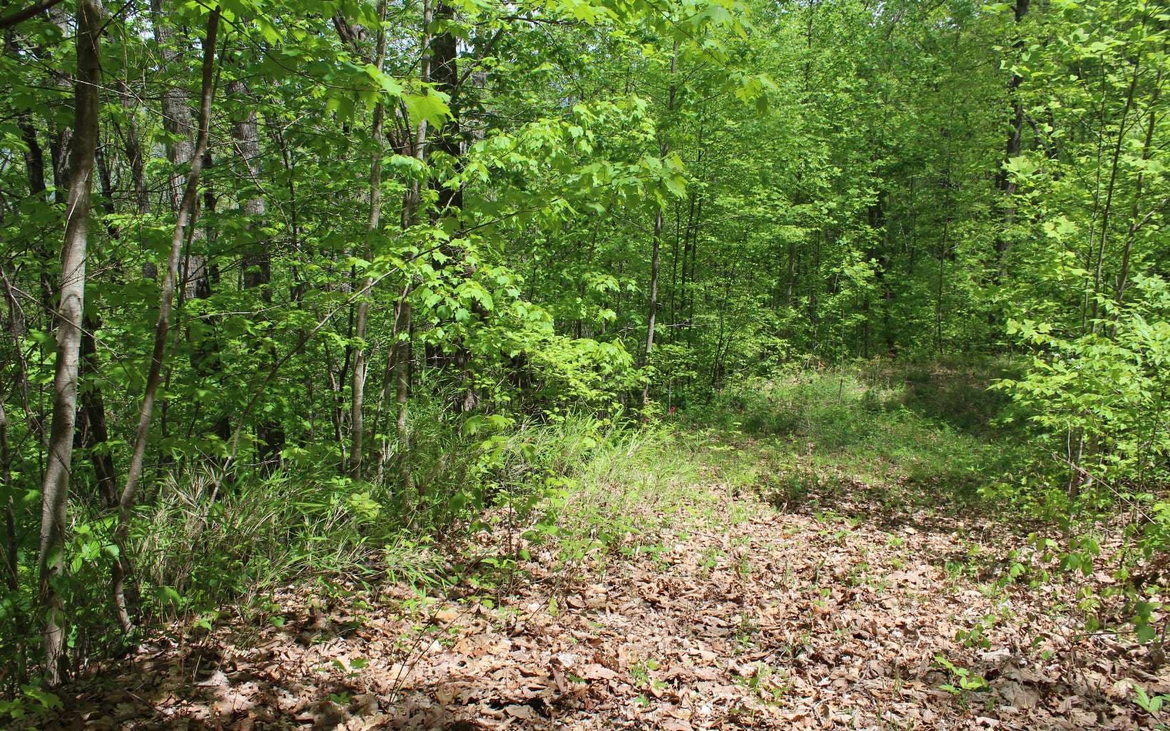 LT 73 Shiloh, Hayesville NC 28904 - Photo