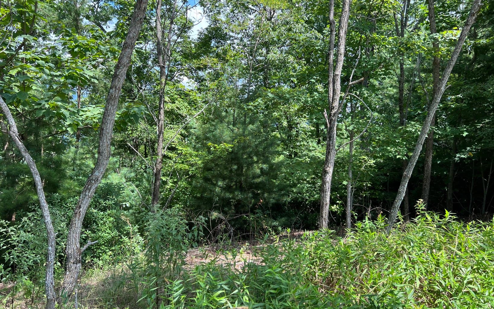 Lot 59 Fires Creek Cove Road, Hayesville NC 28904 - Photo