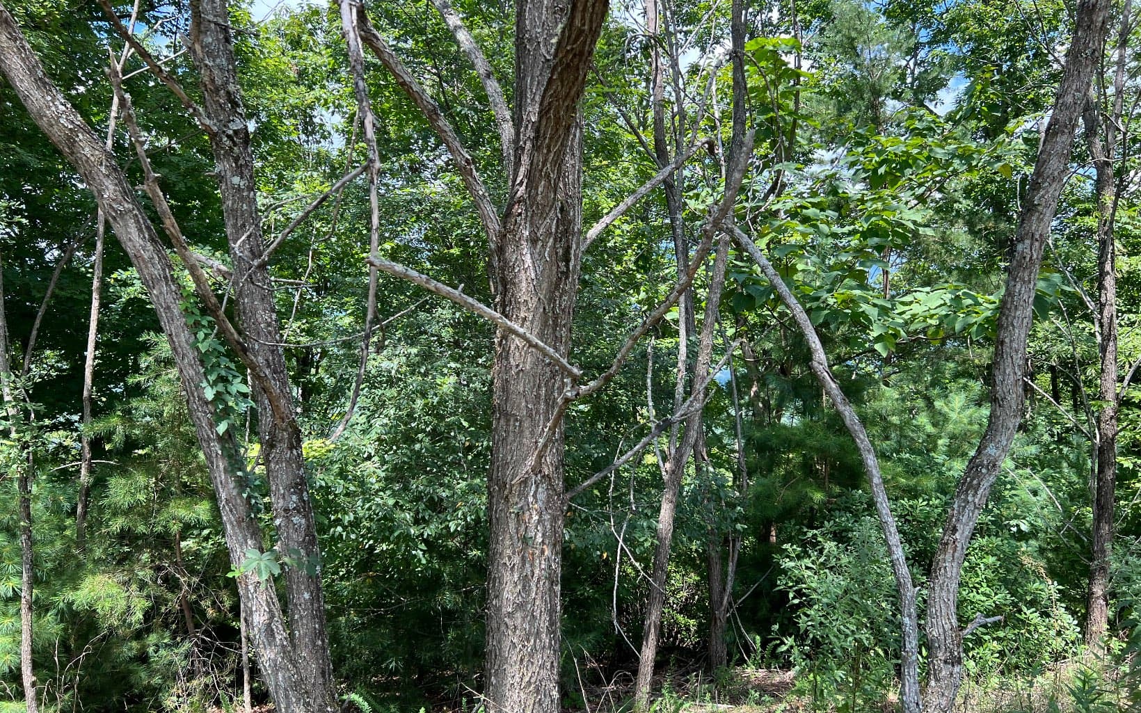 Lot 59 Fires Creek Cove Road, Hayesville NC 28904 - Photo