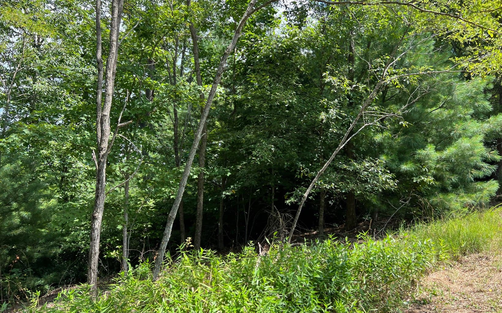 Lot 59 Fires Creek Cove Road, Hayesville NC 28904 - Photo