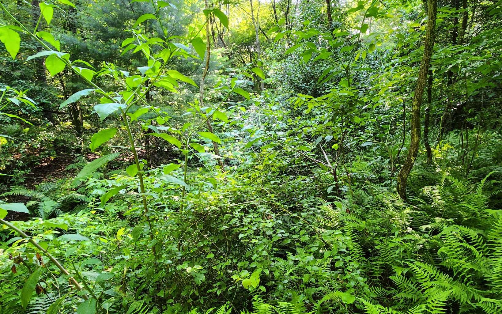 3.5AC Sassafras Ridge Road, Turtletown TN 37391 - Photo
