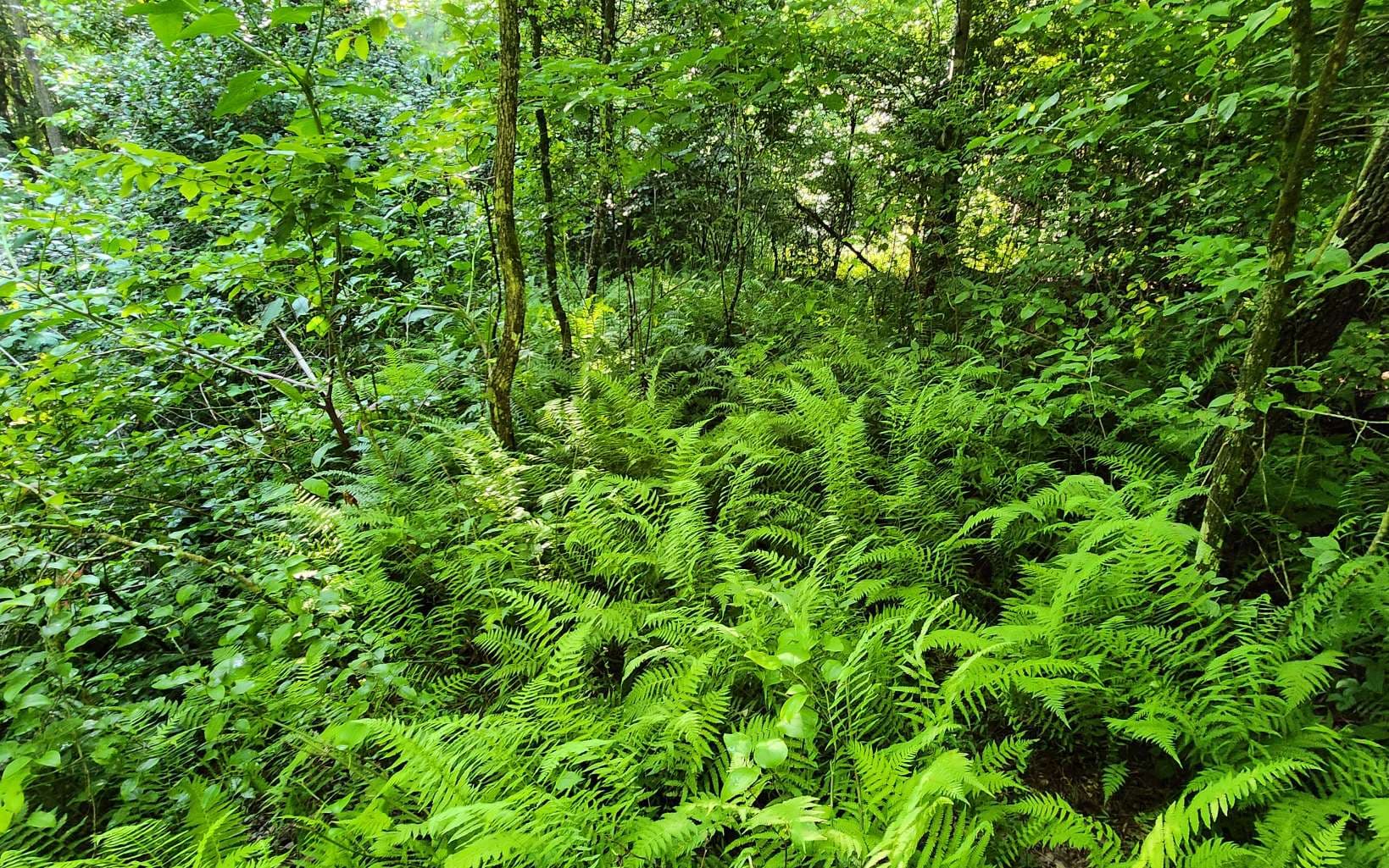 3.5AC Sassafras Ridge Road, Turtletown TN 37391 - Photo