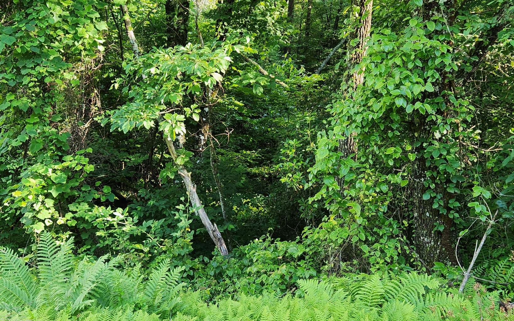 3.5AC Sassafras Ridge Road, Turtletown TN 37391 - Photo