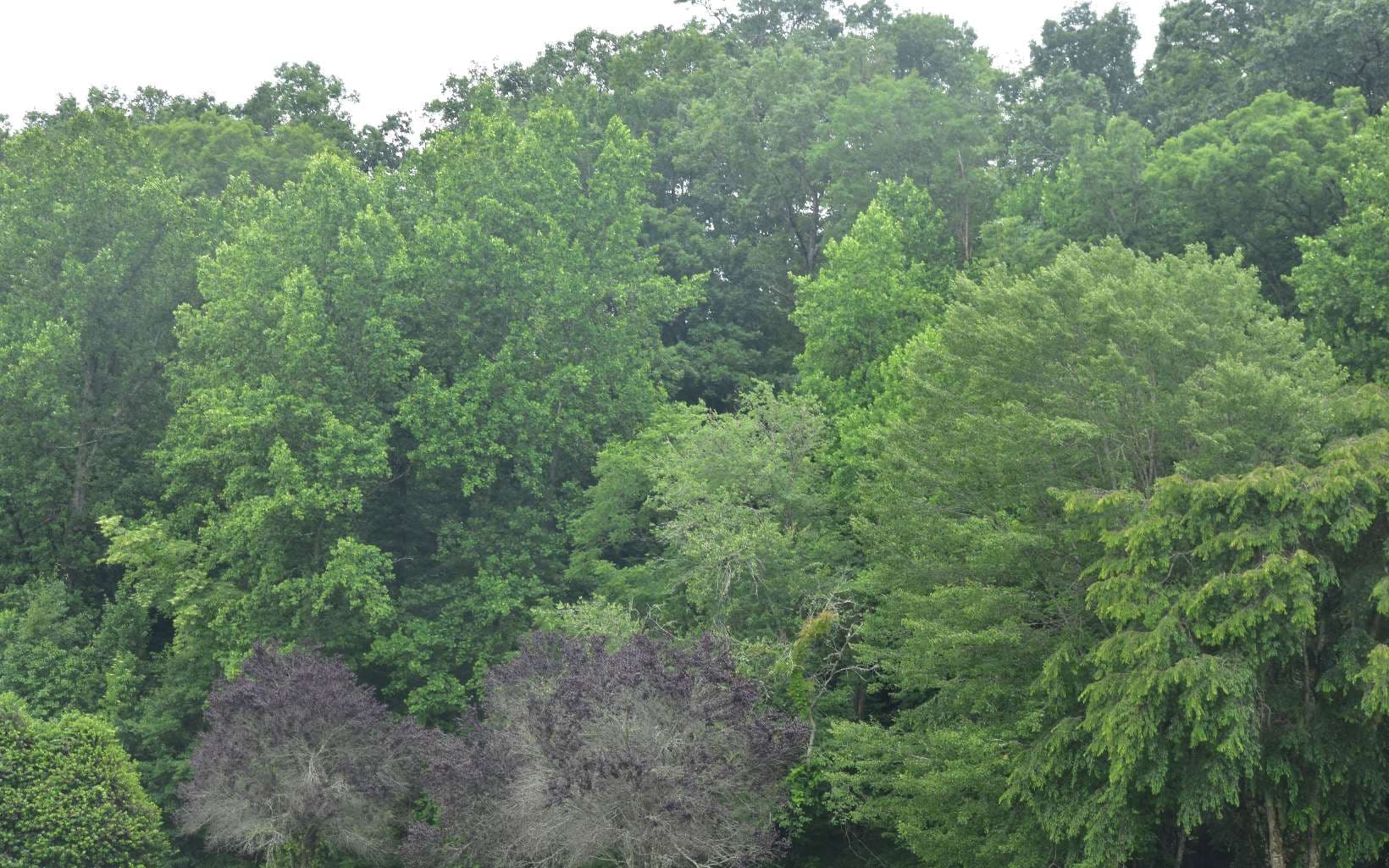 85A Licklog Ridge, Hayesville NC 28904 - Photo