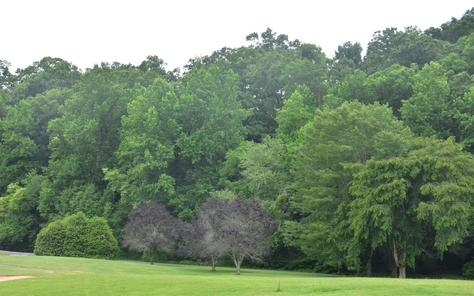 85A Licklog Ridge, Hayesville NC 28904 - Photo