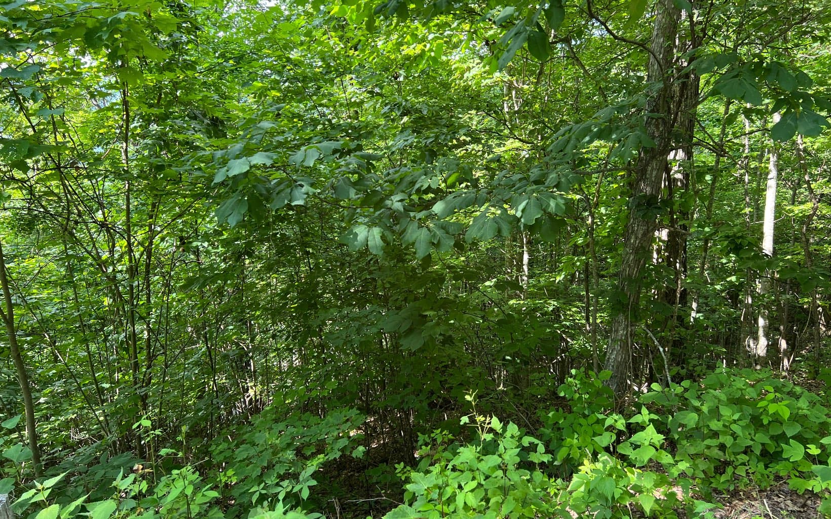 Lot 73 Eagles View, Hayesville NC 28904 - Photo