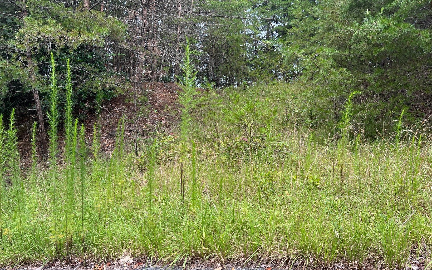 Lot 8 The Preserve At Beach Mountain, Brasstown NC 28902 - Photo