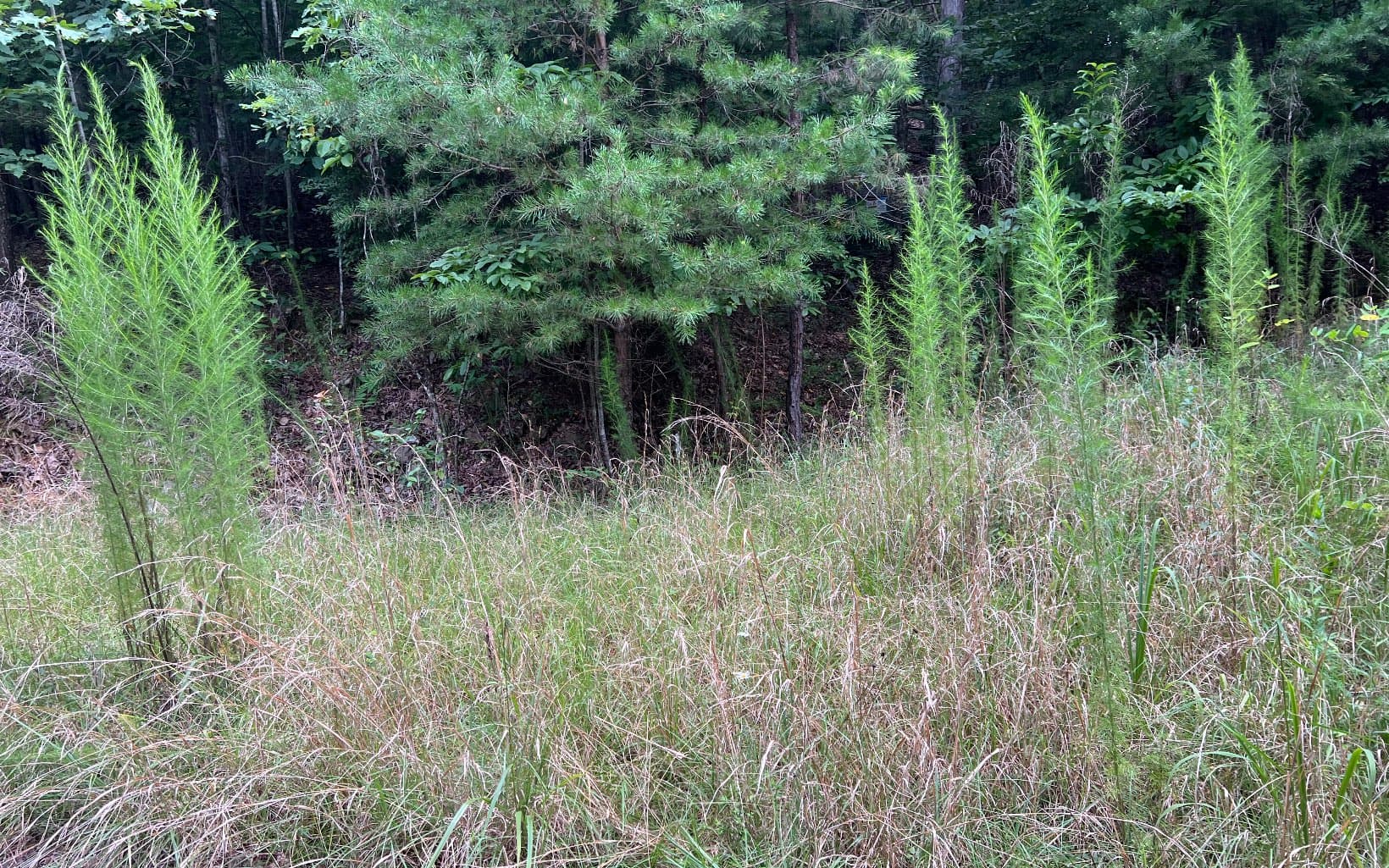 Lot 11 The Preserve At Beach Mountain, Brasstown NC 28902 - Photo