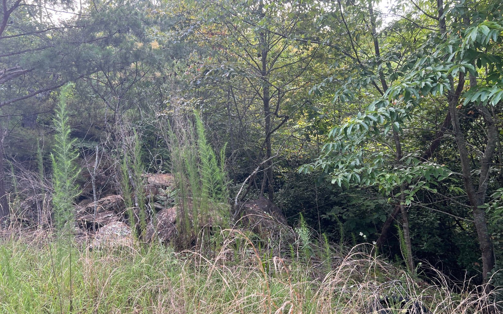Lot 11 The Preserve At Beach Mountain, Brasstown NC 28902 - Photo