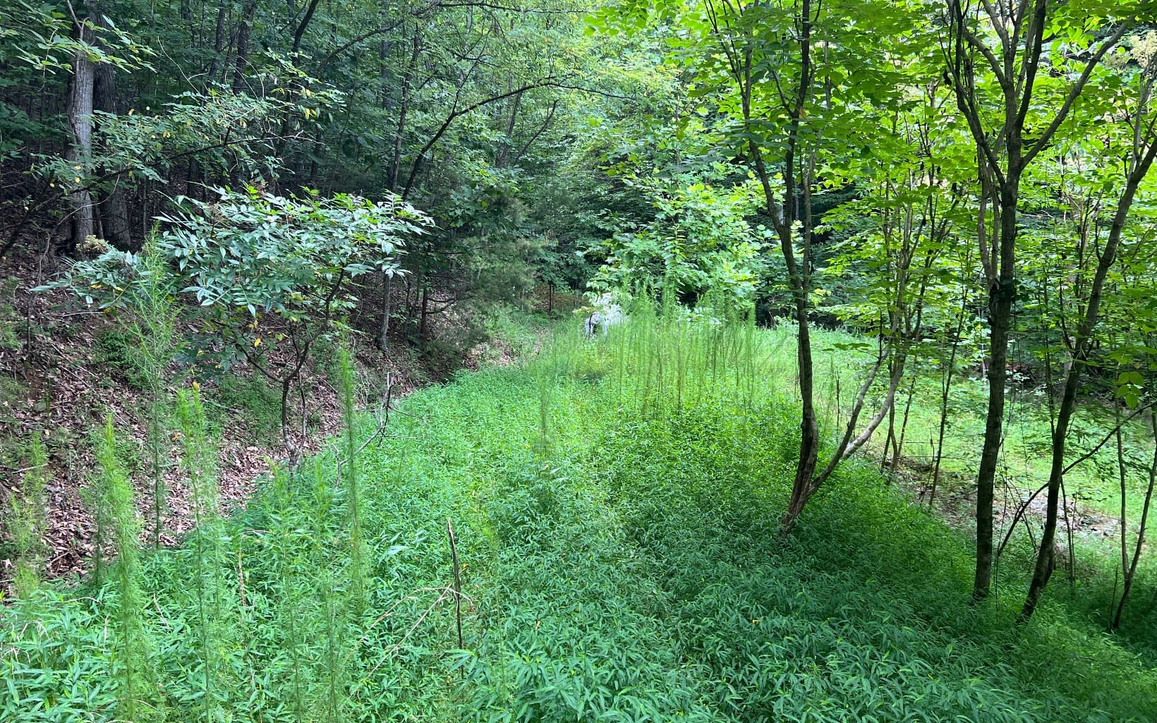 Lot 12 The Preserve At Beach Mountain, Brasstown NC 28902 - Photo