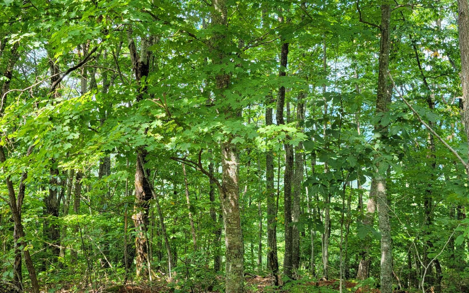 26 Oak Ridge North, Hayesville NC 28904 - Photo