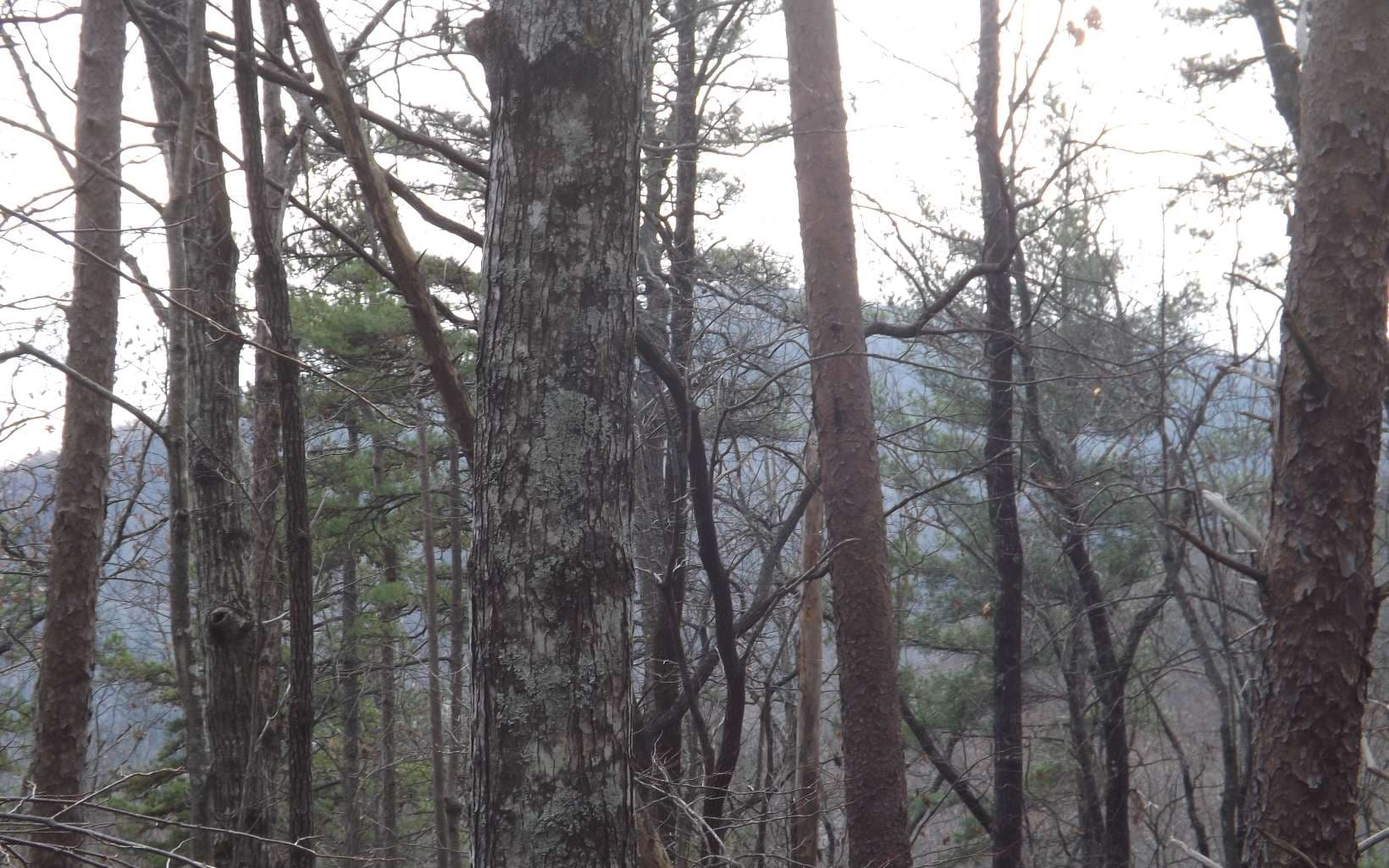 Eastview Eastview Lane- Lot M, Clayton GA 30525 - Photo