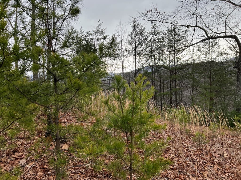 Lot 137 Shiloh, Hayesville NC 28904 - Photo