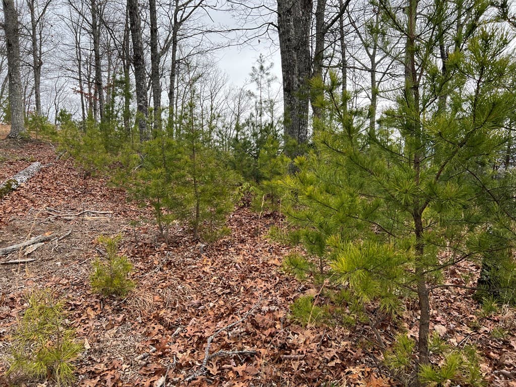 Lot 137 Shiloh, Hayesville NC 28904 - Photo