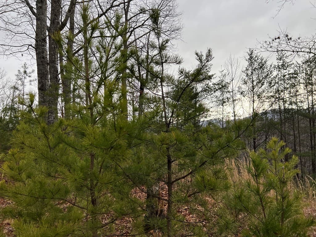 Lot 137 Shiloh, Hayesville NC 28904 - Photo