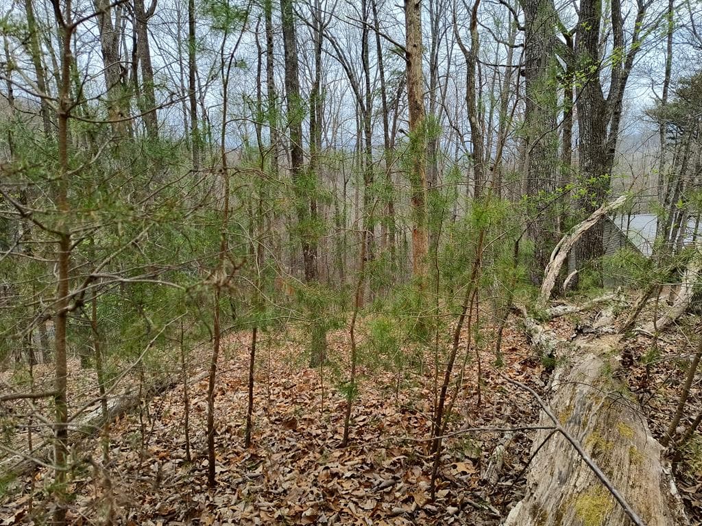 M99 Sleepy Hollow Road, Ellijay GA 30536 - Photo