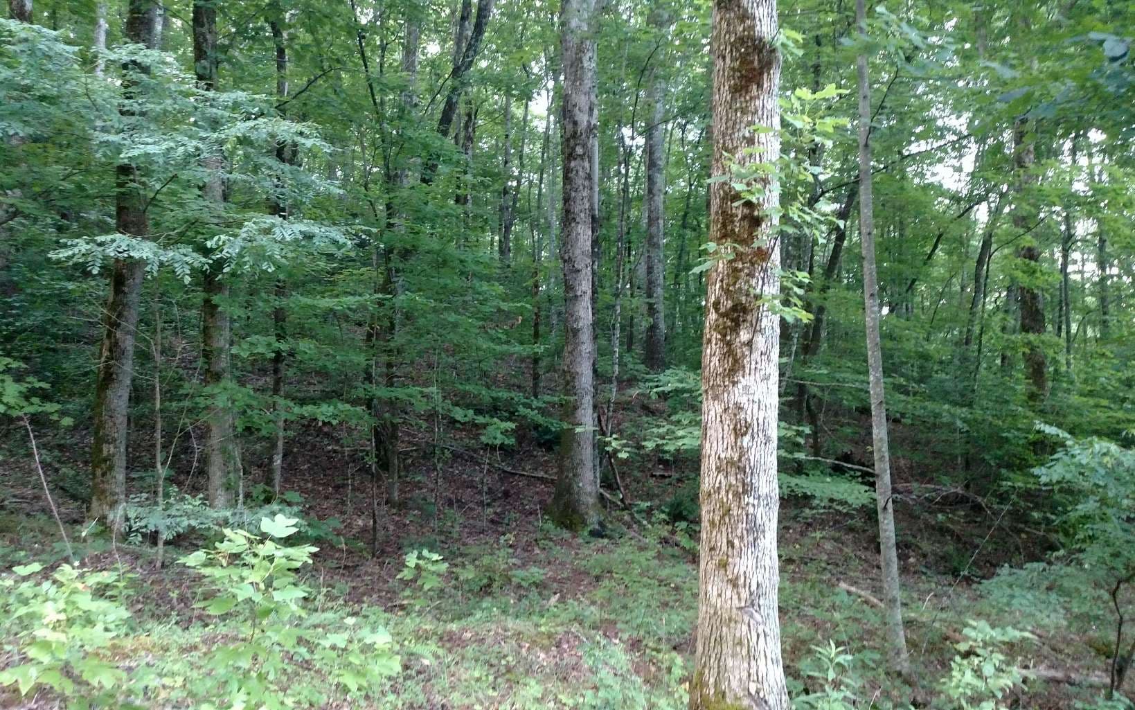 14 & 19 Oak Ridge North, Hayesville NC 28904 - Photo