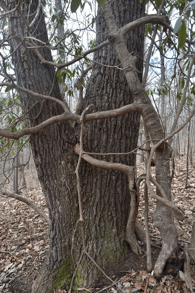 Lot #50 Broken Arrow, Hayesville NC 28904 - Photo