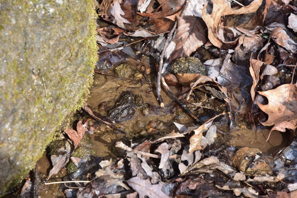 Lot #50 Broken Arrow, Hayesville NC 28904 - Photo