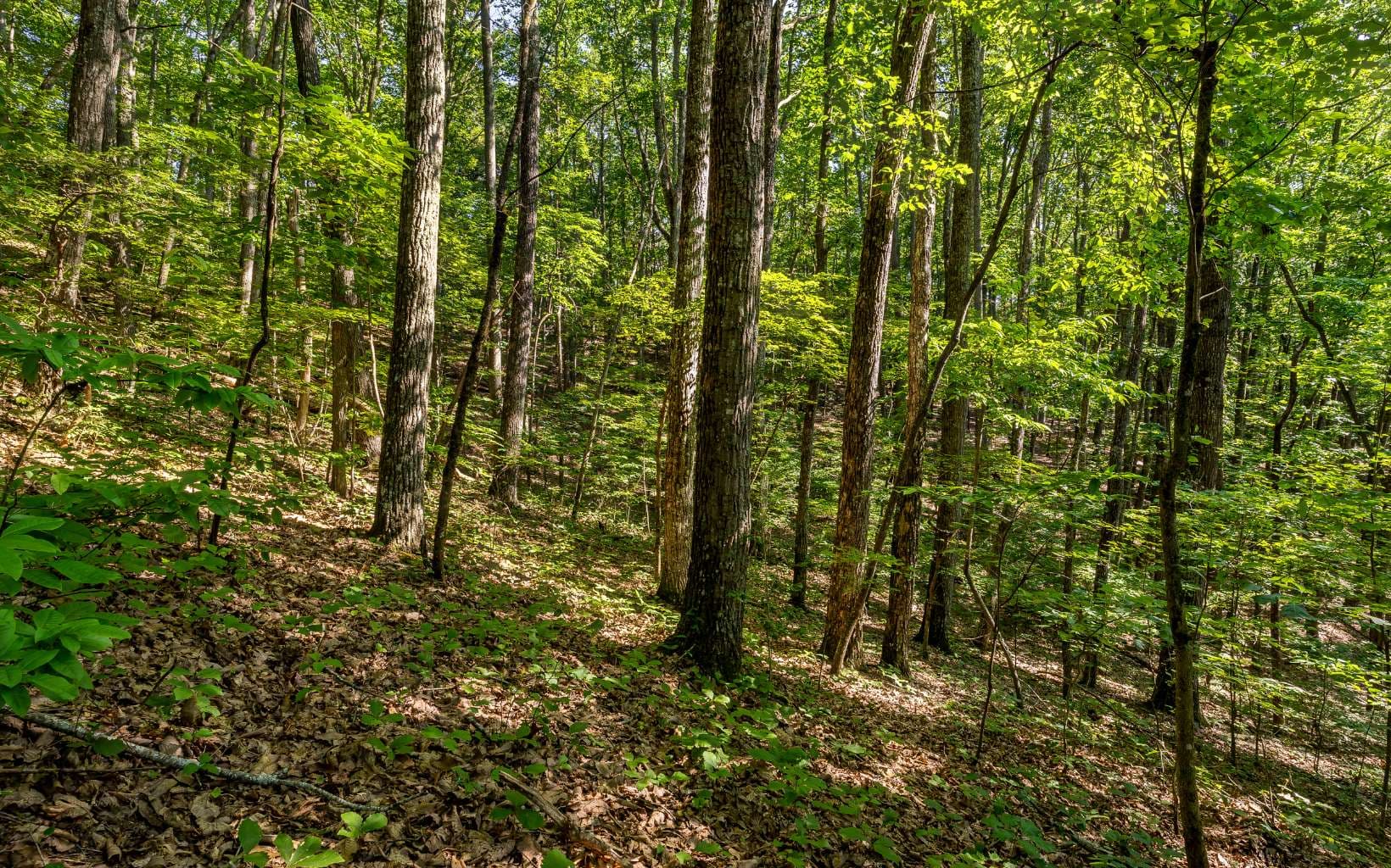 L11 Mattie Lane, Blairsville GA 30512 - Photo