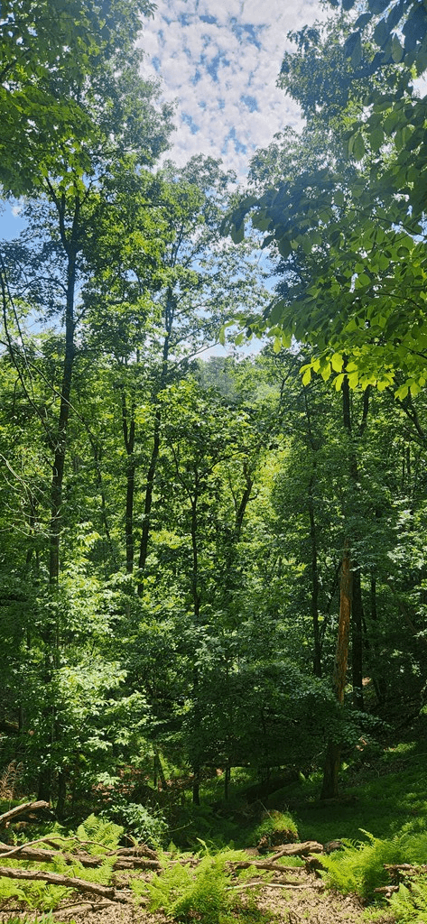 0 Mohawk Trail, Ellijay GA 30540 - Photo