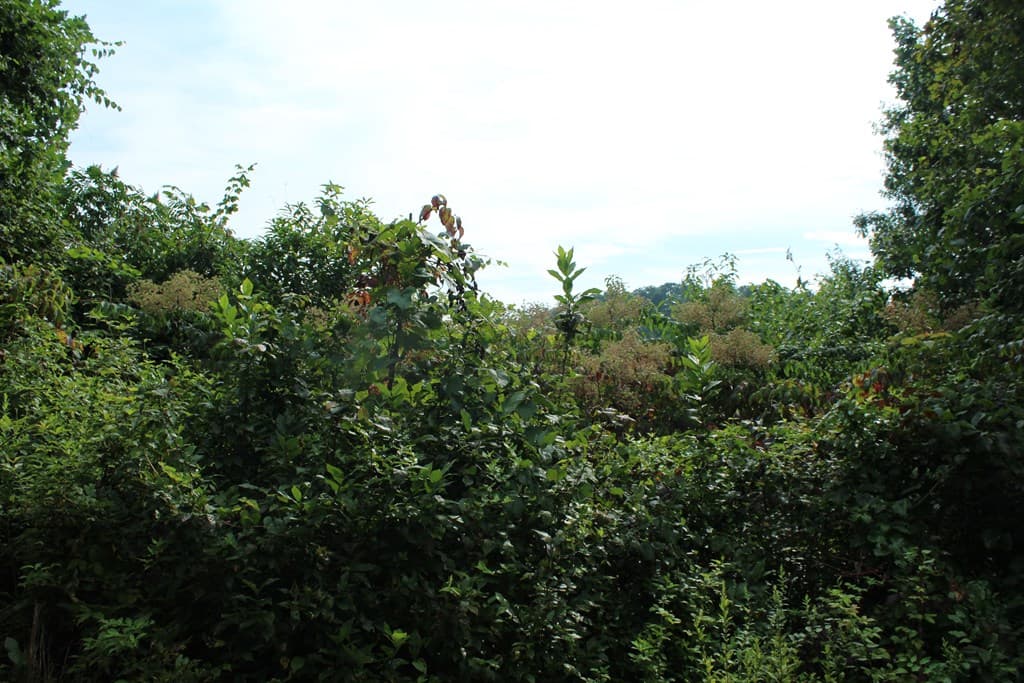 Lot 26 Trillium Heights Circle, Hayesville NC 28904 - Photo