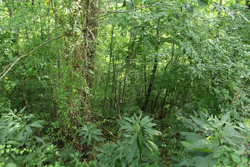 Lot 26 Trillium Heights Circle, Hayesville NC 28904 - Photo
