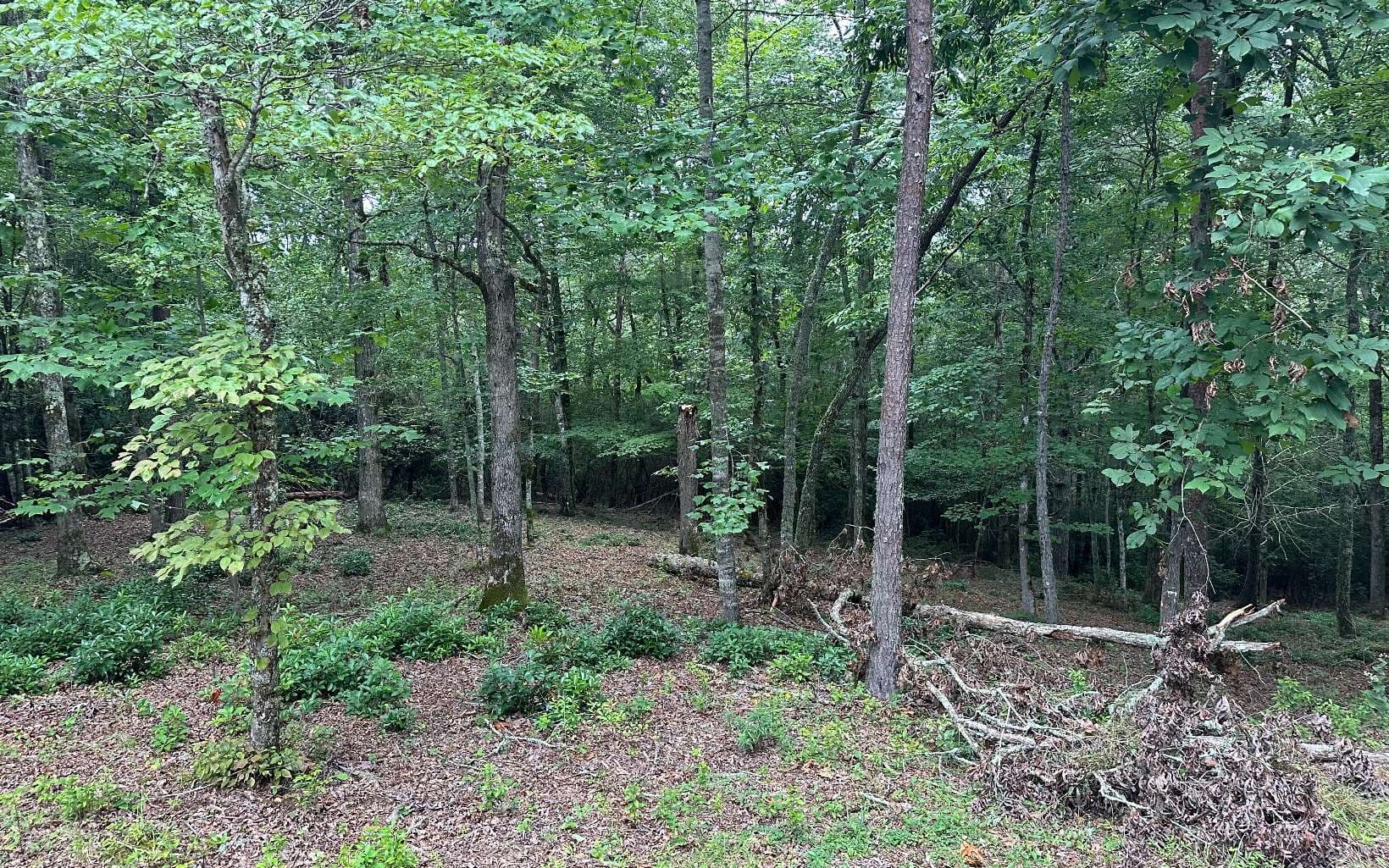 Lot 21 Brasstown Trails, Warne NC 28909 - Photo