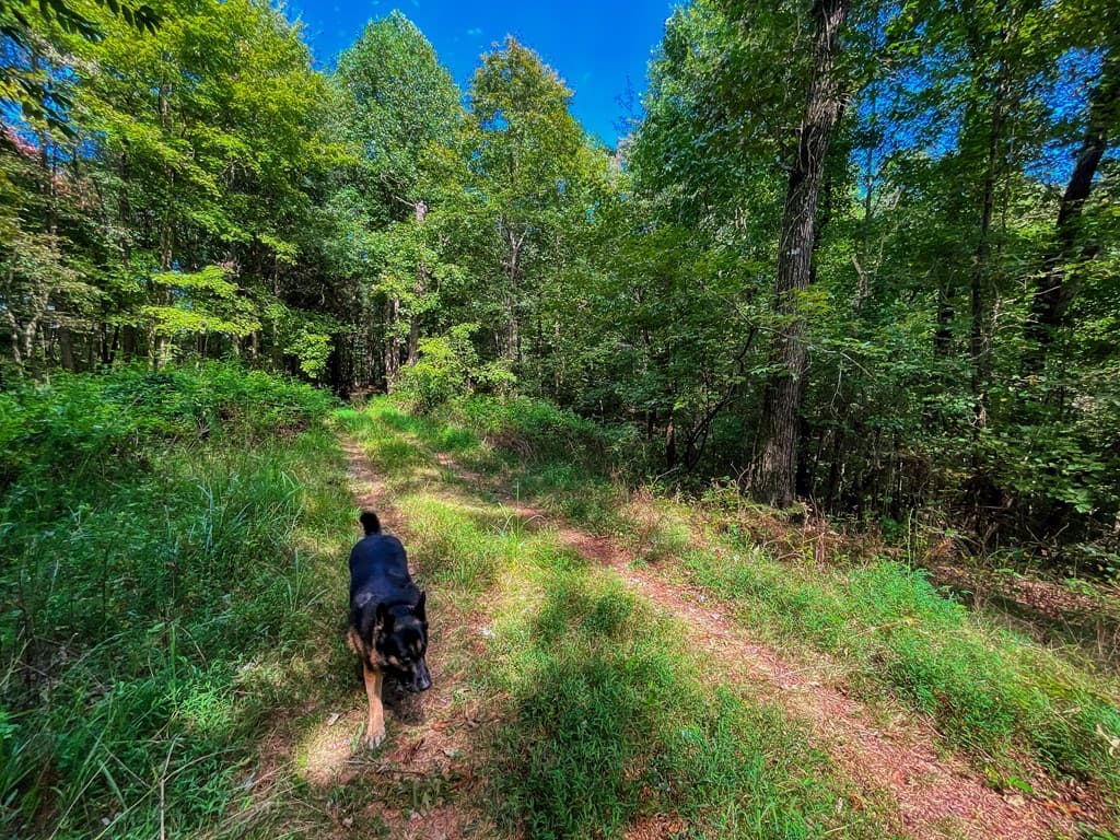 241 AC Legion Road, Ellijay GA 30540 - Photo