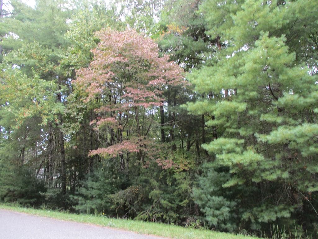 Lot 25 Byers Road, Blairsville GA 30512 - Primary photo
