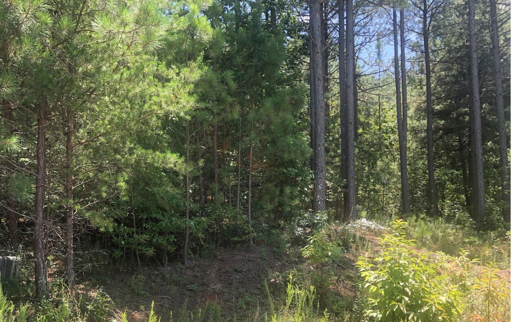 37 Loftis Mountain, Blairsville GA 30512 - Photo