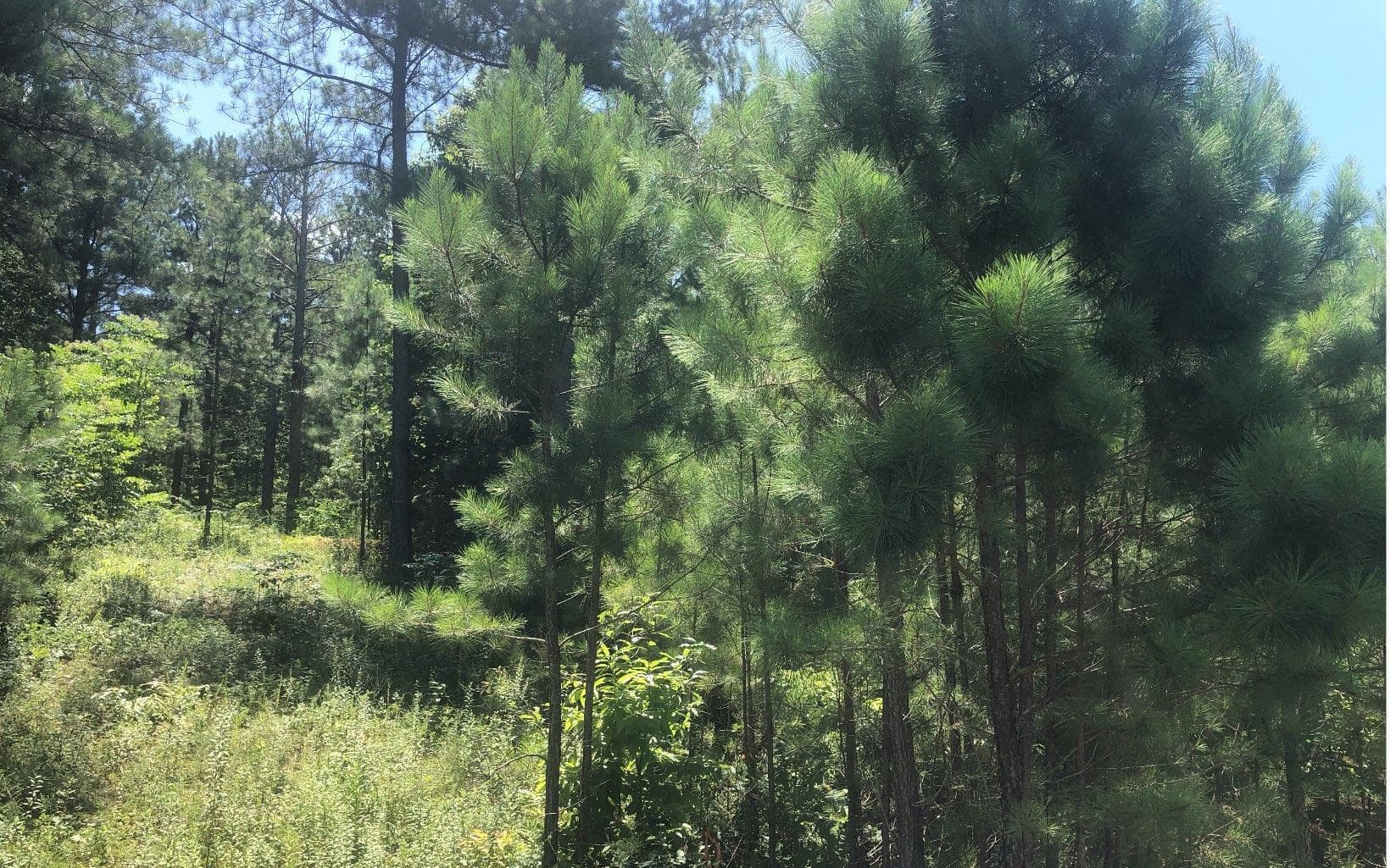 37 Loftis Mountain, Blairsville GA 30512 - Photo