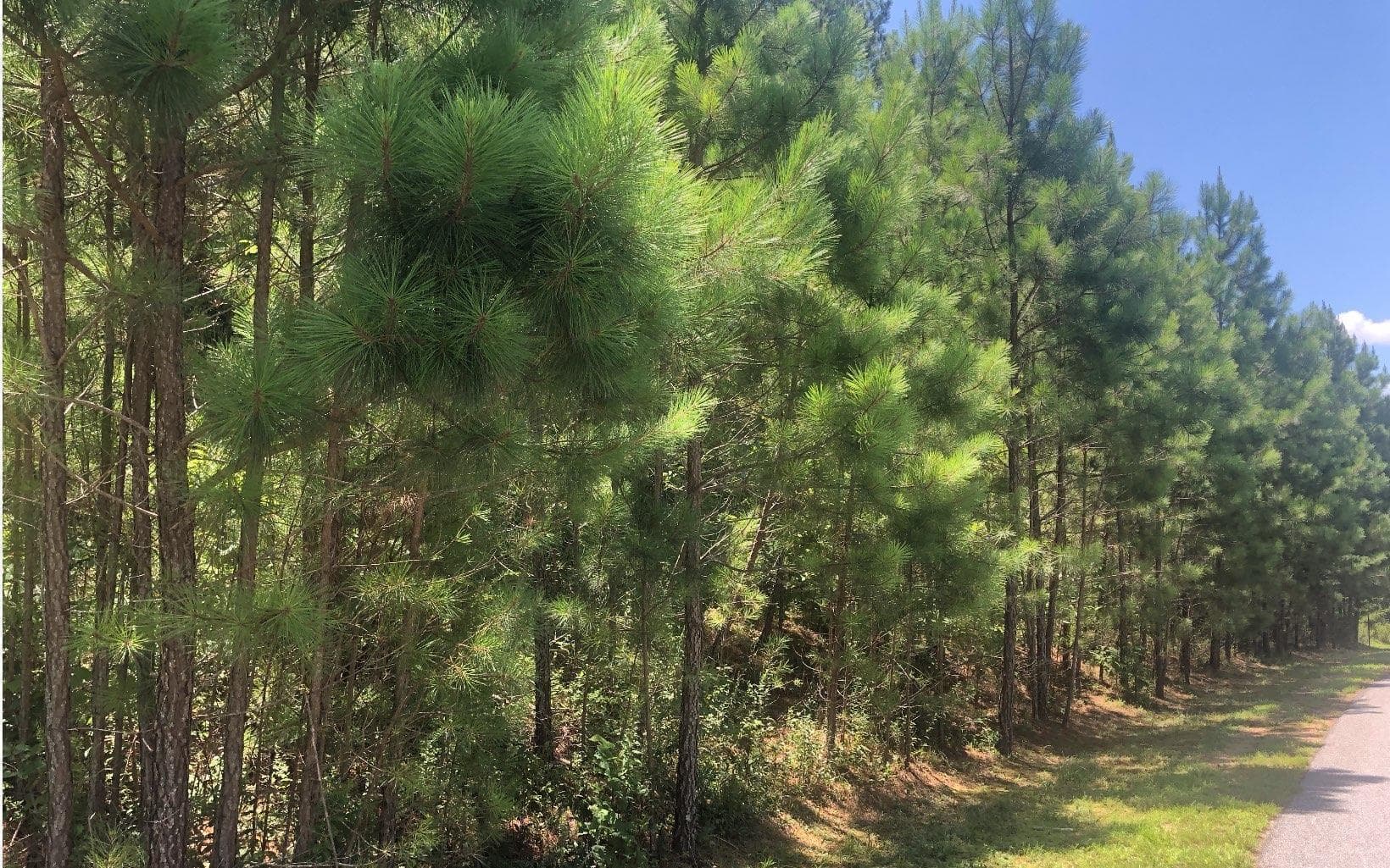 37 Loftis Mountain, Blairsville GA 30512 - Photo