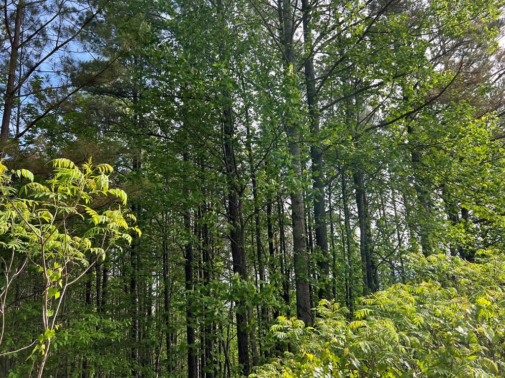 Lot 25 Loftis Mountain, Blairsville GA 30512 - Photo