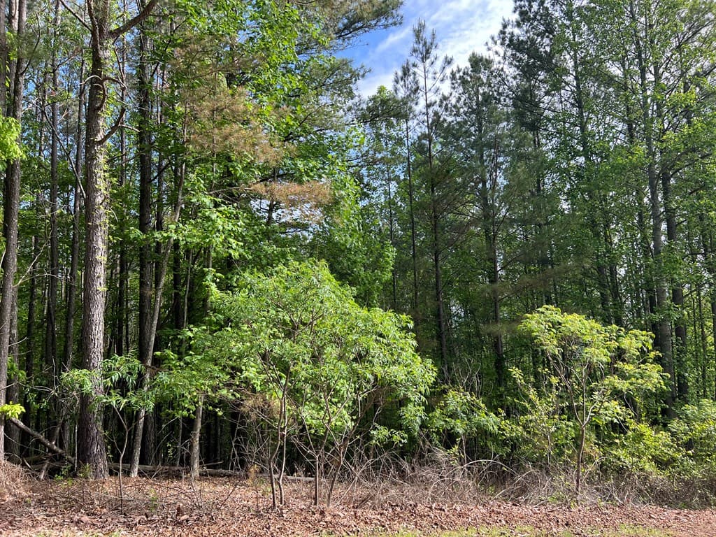 Lot 25 Loftis Mountain, Blairsville GA 30512 - Photo