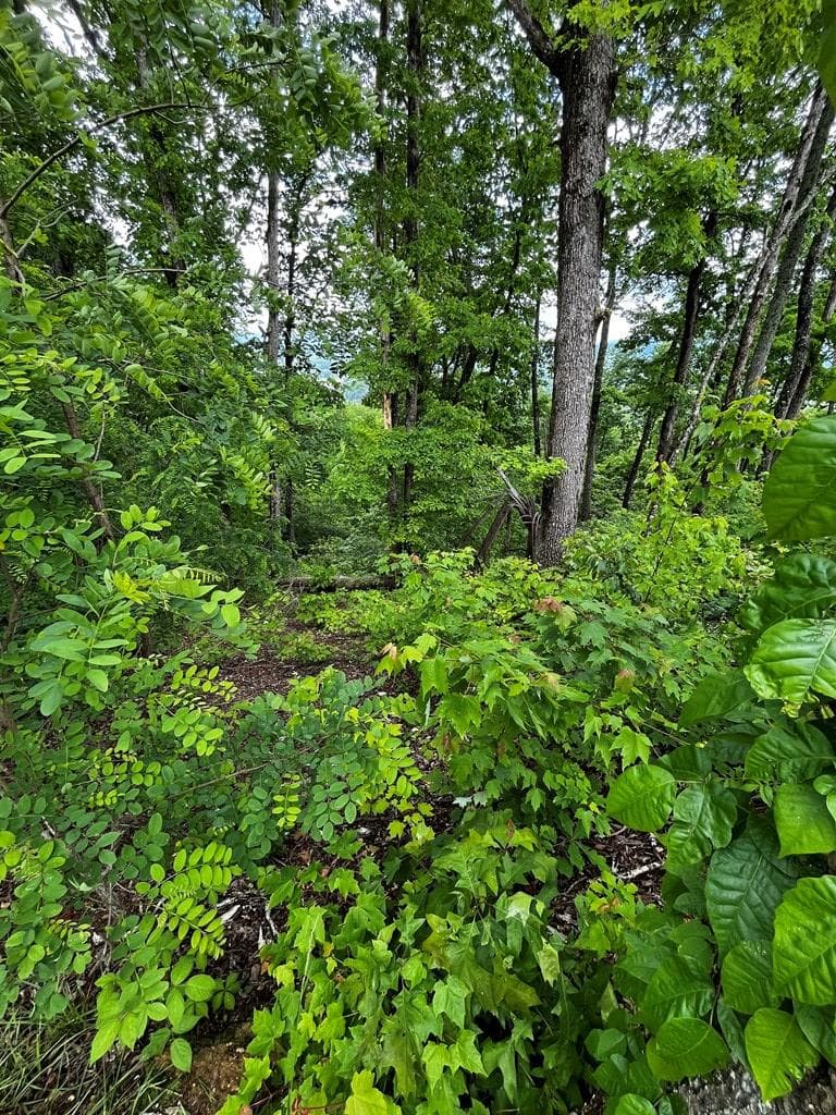 Lot 103 Highland Park, Blairsville GA 30512 - Photo