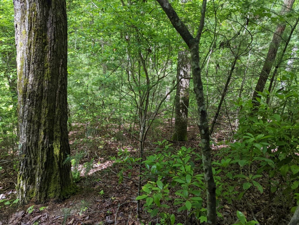 TBD Heritage Trail, Brasstown NC 28902 - Photo