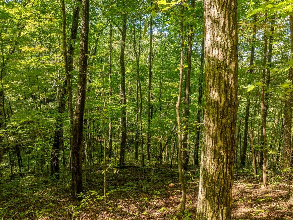 Lot 4 Wilderness Way, Ellijay GA 30536 - Photo