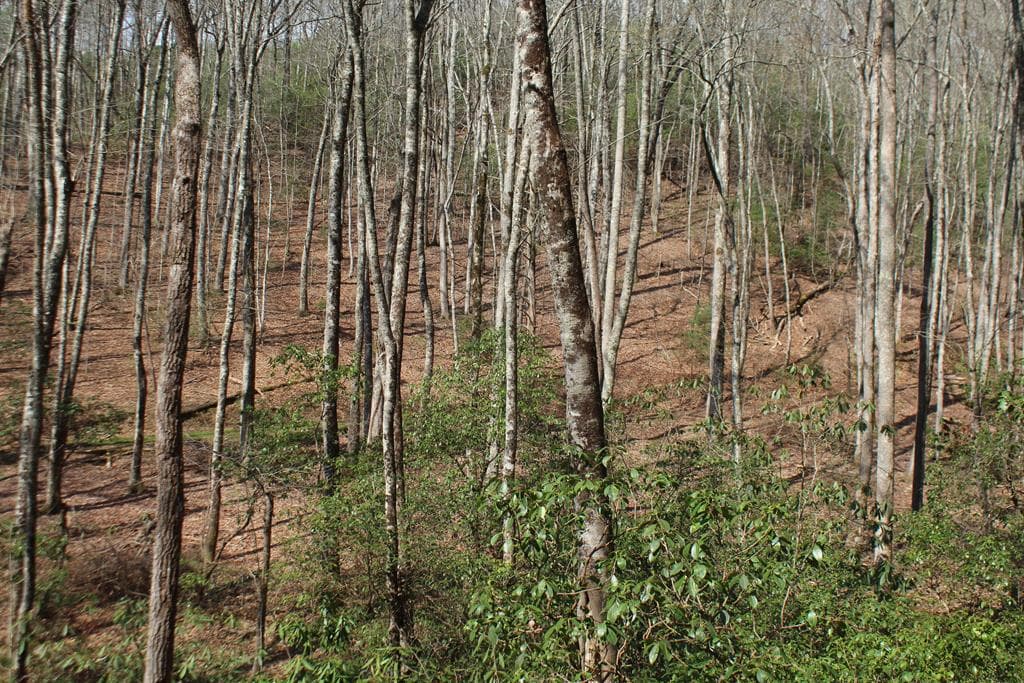 Lot 25 N Shelton Springs Drive, Hayesville NC 28904 - Photo