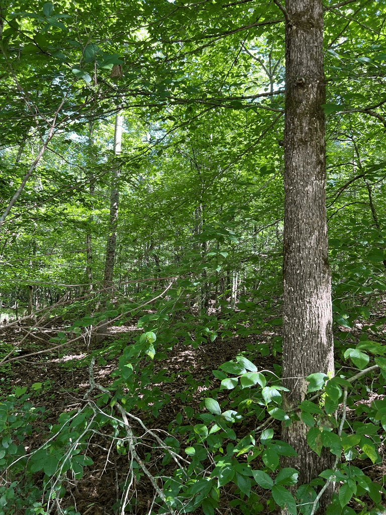 56 acres Old Hwy 5s, Talking Rock GA 30175 - Photo
