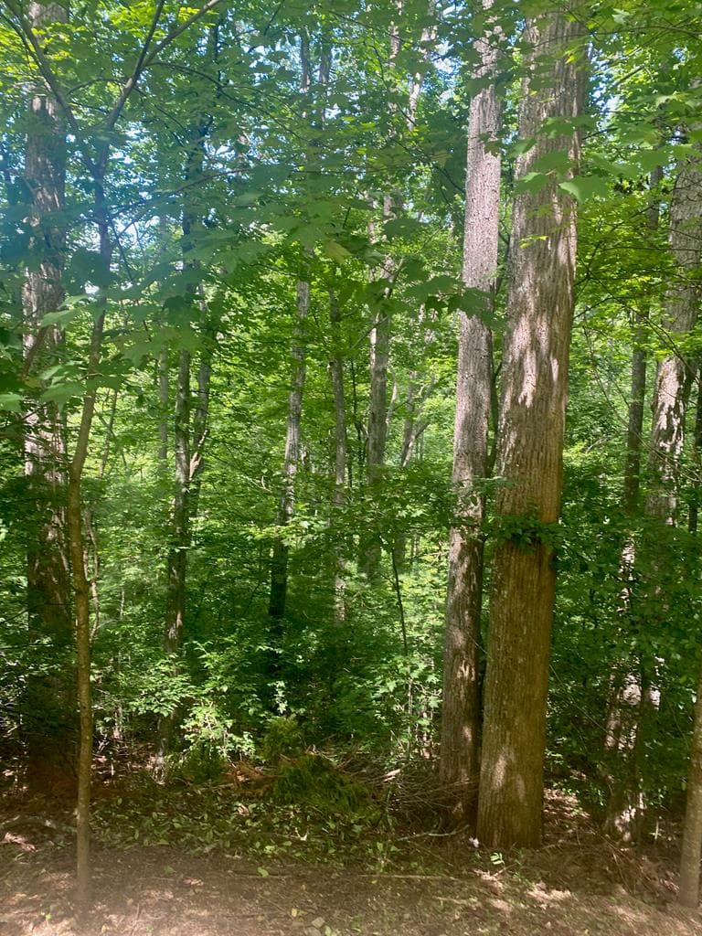 LOT20 Bryant Cove Road, Blairsville GA 30512 - Photo